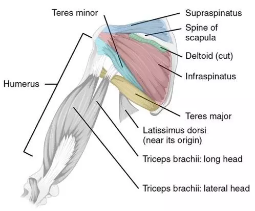 Posterior Intrinsic Shoulder Muscles SimpleMed