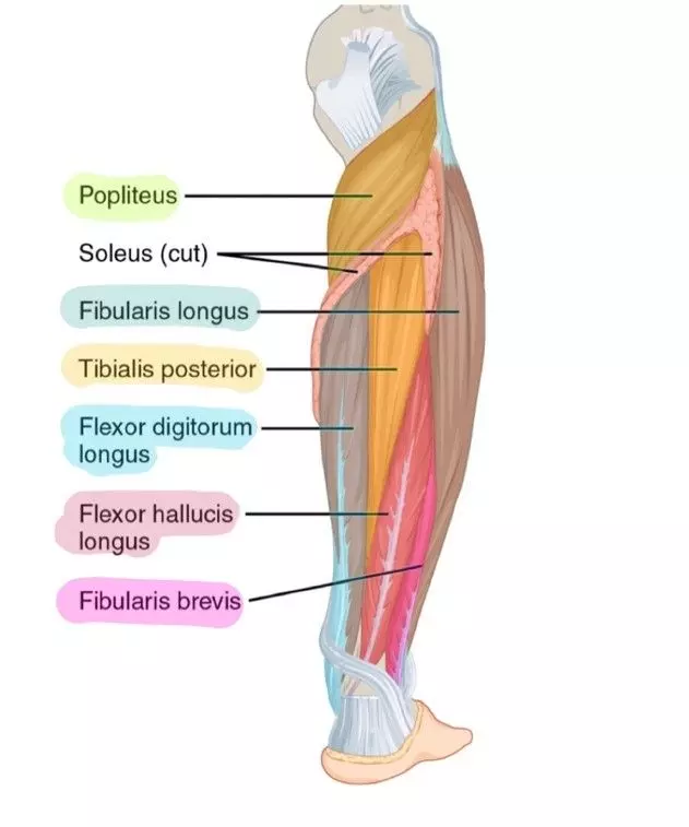 Posterior and Lateral Leg Muscles Labelled Diagram SimpleMed Posterior and Lateral Leg Muscles Labelled Diagram SimpleMed