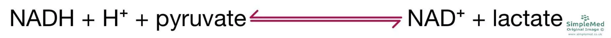 Production of Lactate from Pyruvate SimpleMed Production of Lactate from Pyruvate SimpleMed