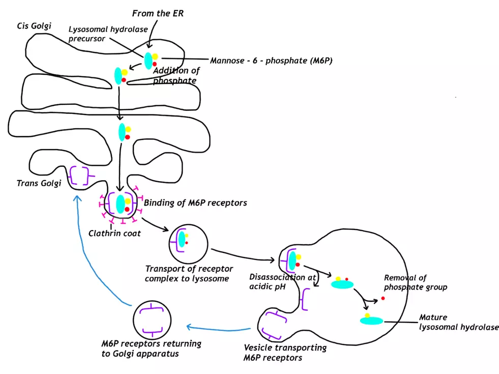 Protein Targeted for Lysosomes Diagram SimpleMed Protein Targeted for Lysosomes Diagram SimpleMed