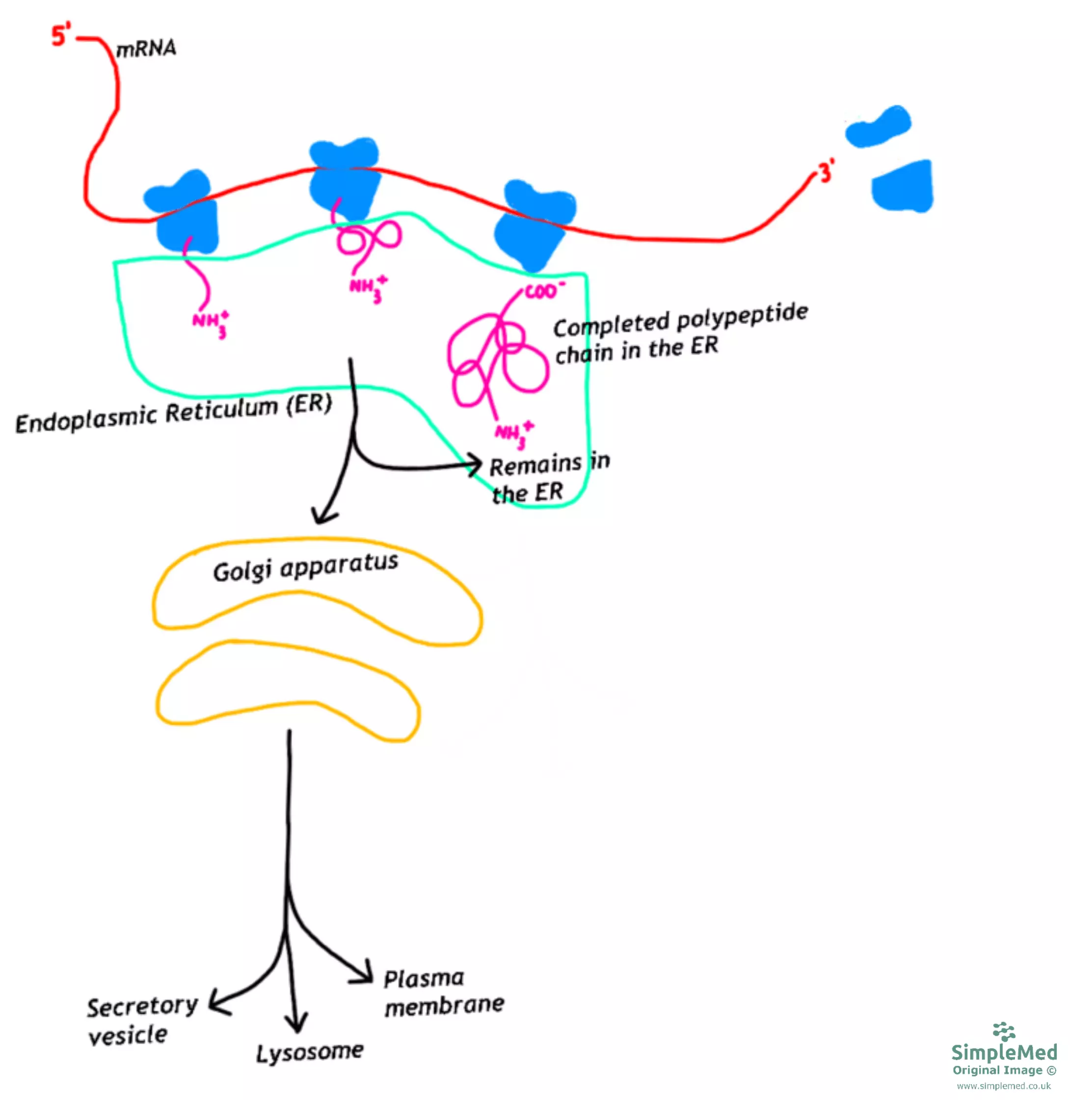 Protein Targeting for Secretion and the Endoplasmic Reticulum Diagram SimpleMed Protein Targeting for Secretion and the Endoplasmic Reticulum Diagram SimpleMed
