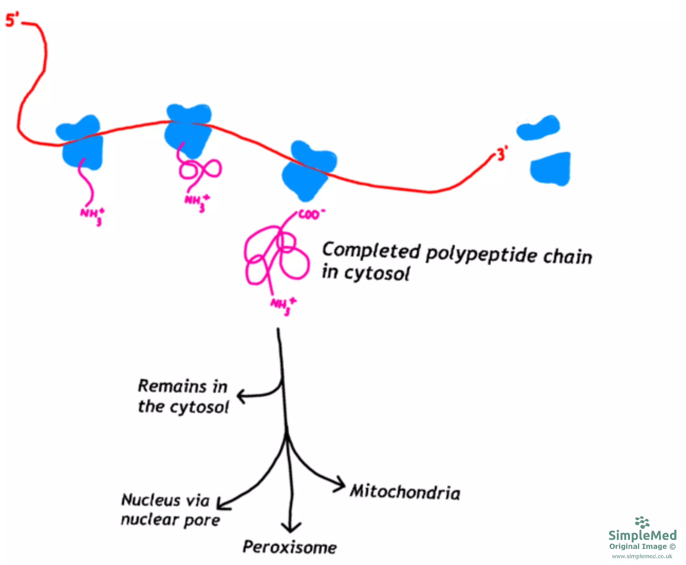 Protein Targeting to Organelles Diagram SimpleMed Protein Targeting to Organelles Diagram SimpleMed
