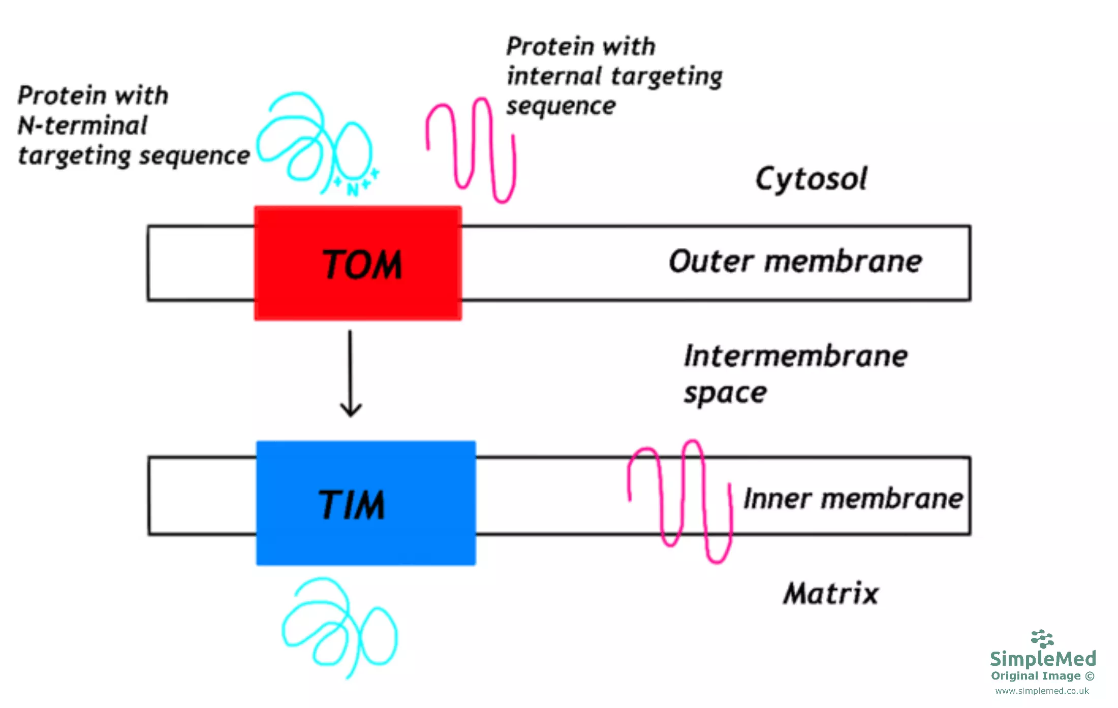 Protein Targeting to the Mitochondria Diagram SimpleMed Protein Targeting to the Mitochondria Diagram SimpleMed