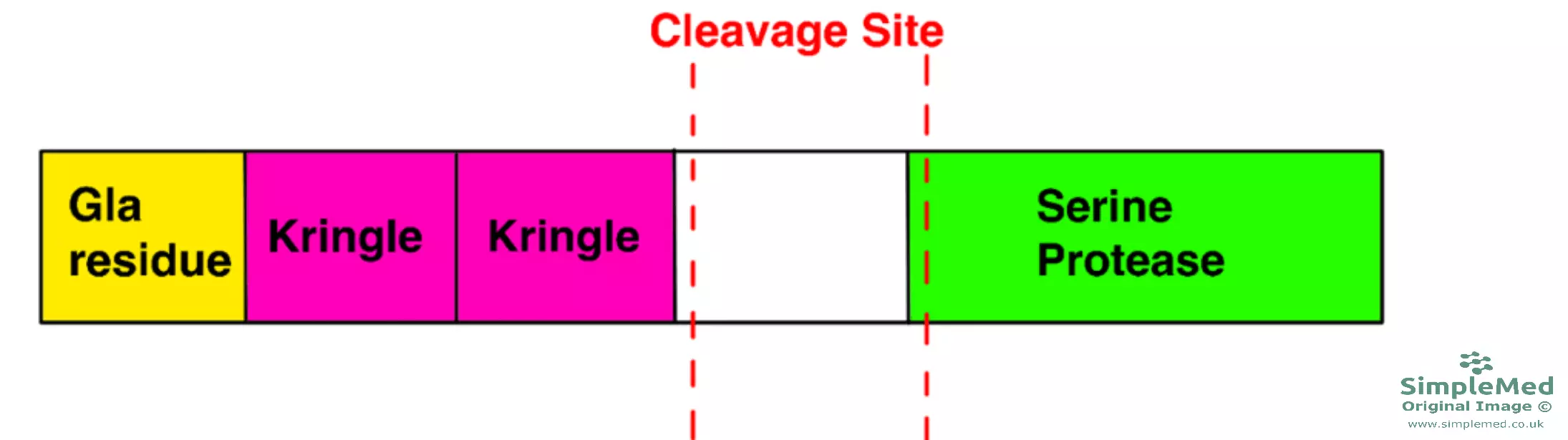 Prothrombin Structure Diagram SimpleMed Prothrombin Structure Diagram SimpleMed