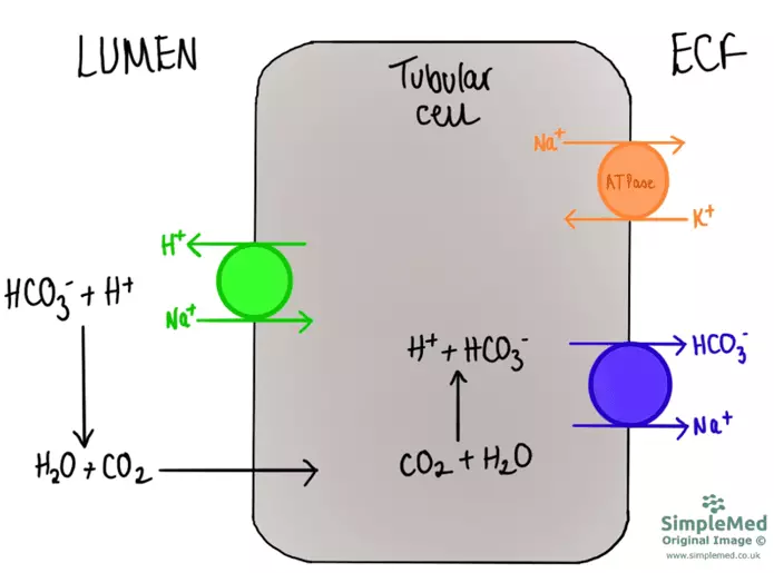 Proximal Convoluted Tubule Cells SimpleMed Proximal Convoluted Tubule Cells SimpleMed
