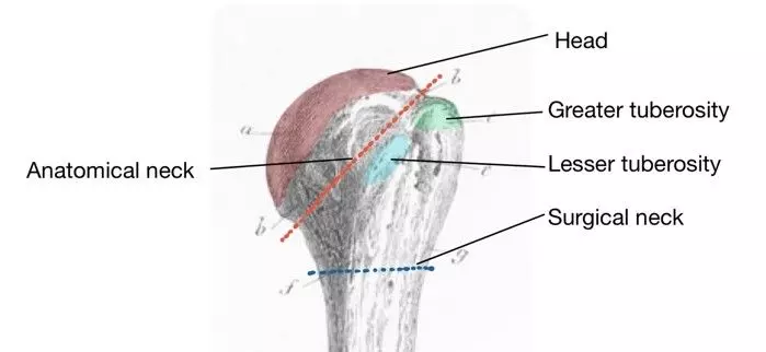 Posterior Humerus Labelled Diagram SimpleMed Posterior Humerus Labelled Diagram SimpleMed