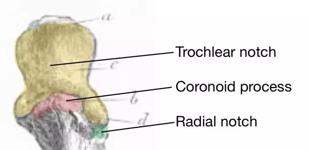 Anterior Proximal Ulna Labelled Diagram SimpleMed Anterior Proximal Ulna Labelled Diagram SimpleMed