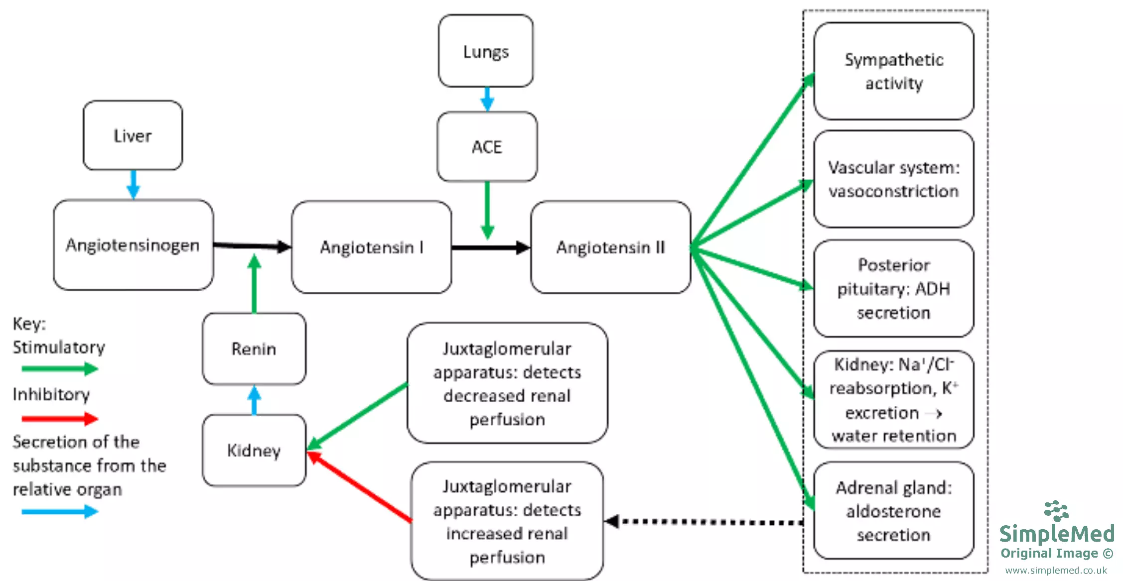 Overview of the Renin Angiotensin Aldosterone System SimpleMed