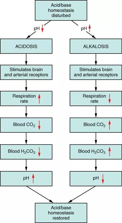 Respiratory Regulation of Blood pH SimpleMed Respiratory Regulation of Blood pH SimpleMed