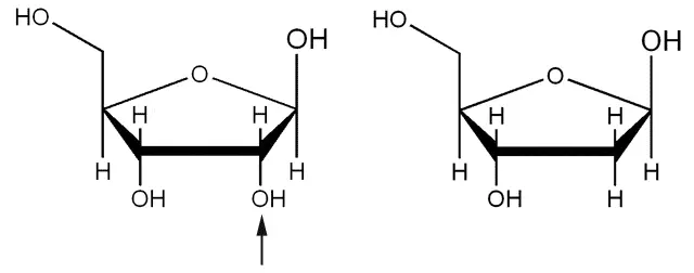 Ribose and Deoxyribose Structures SimpleMed Ribose and Deoxyribose Structures SimpleMed