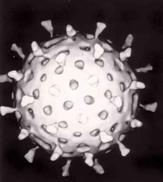 Rotavirus Reaction with Antibody SimpleMed