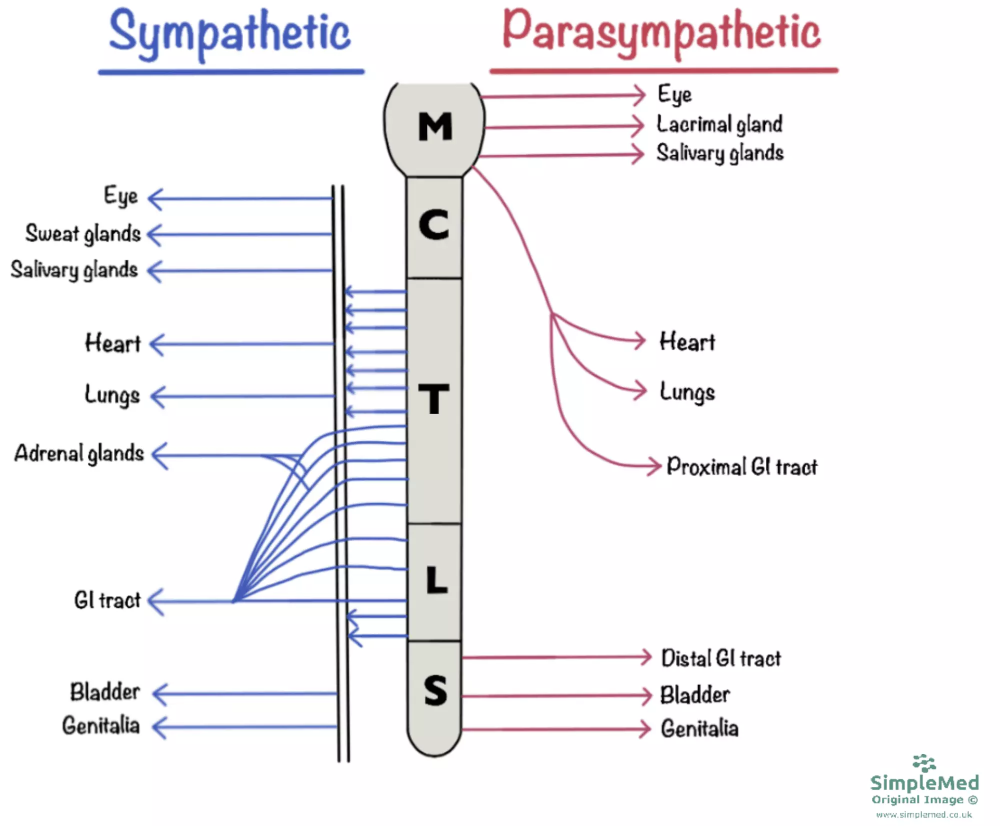 Autonomic Nervous System Anatomy SimpleMed Autonomic Nervous System Anatomy SimpleMed