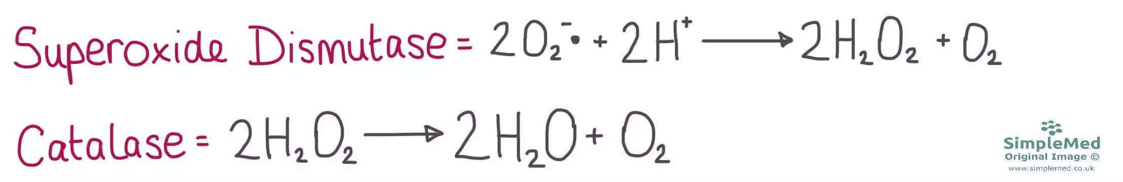 Superoxide Dismutase and Catalase Reactions Diagram SimpleMed Superoxide Dismutase and Catalase Reactions Diagram SimpleMed