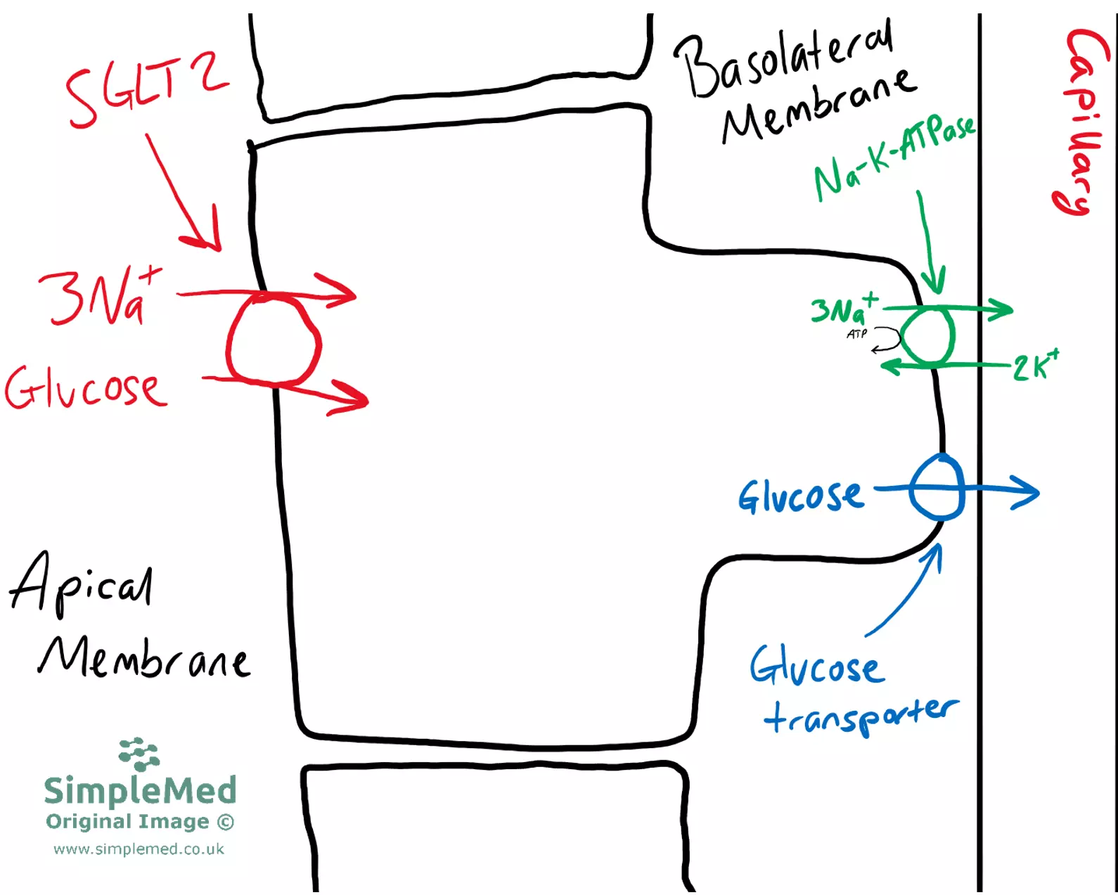 Sodium Transporters in S1 of the Proximal Convoluted Tubule (PCT) SimpleMed