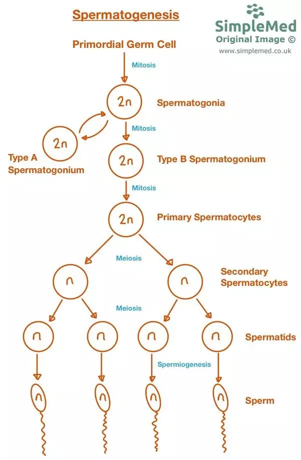 Spermatogenesis and Spermiogenesis SimpleMed Spermatogenesis and Spermiogenesis SimpleMed