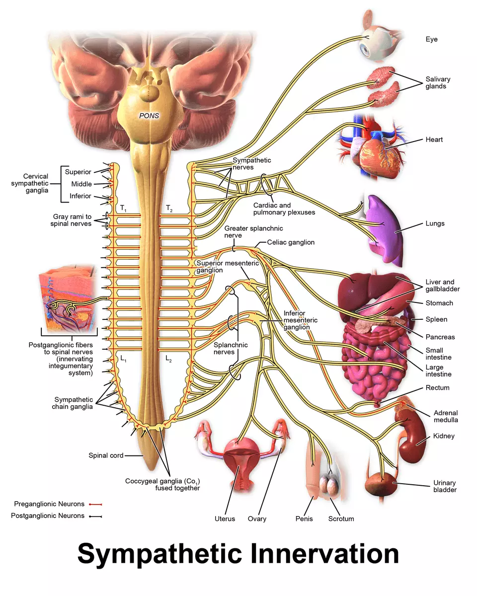 Sympathetic Innervation SimpleMed Sympathetic Innervation SimpleMed