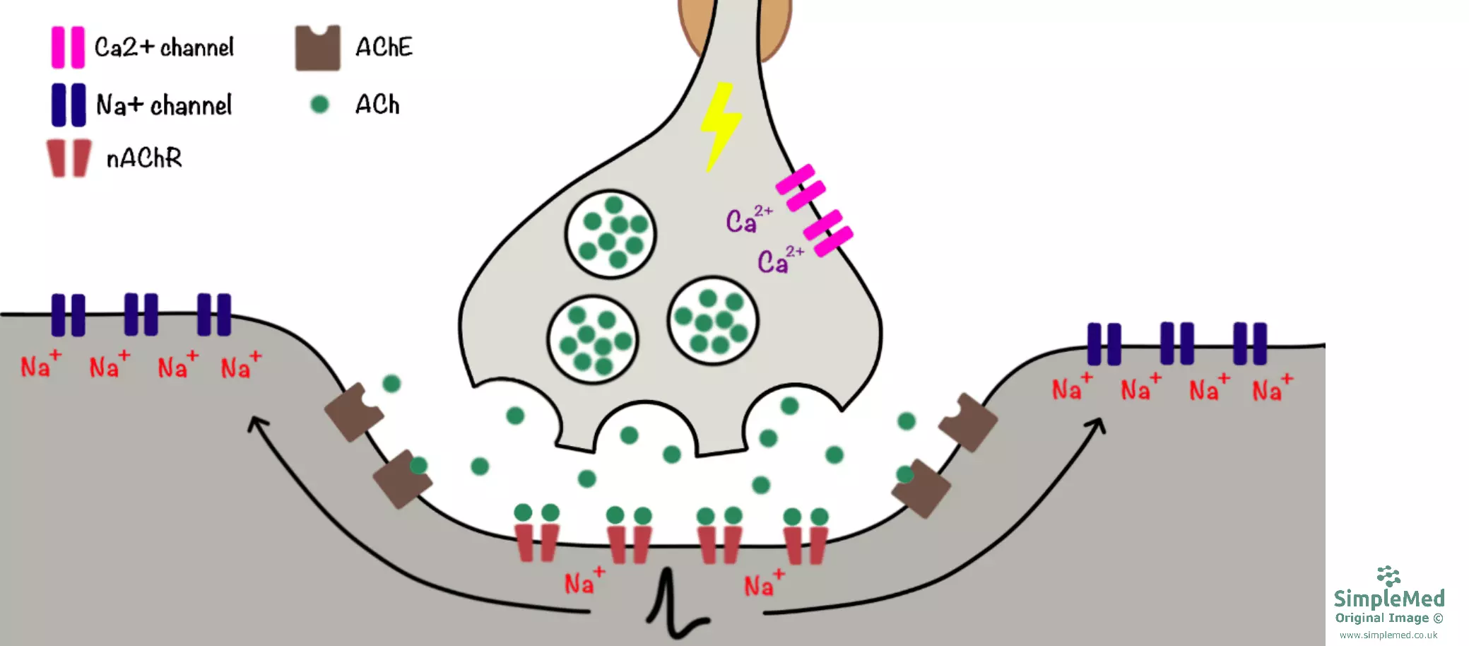 Synaptic Transmission at the Neuromuscular Junction Diagram SimpleMed Synaptic Transmission at the Neuromuscular Junction Diagram SimpleMed