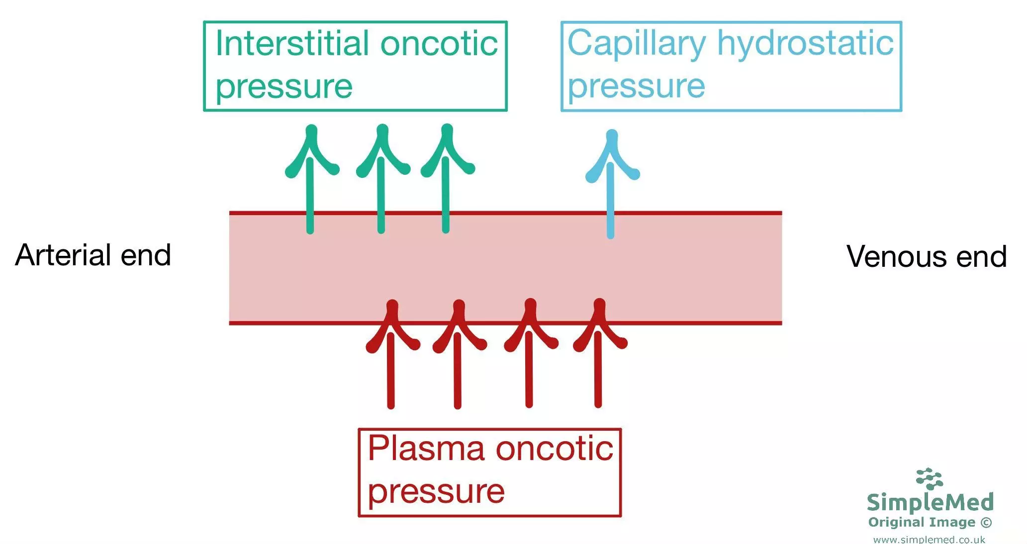 Tissue Fluid Formation SimpleMed Tissue Fluid Formation SimpleMed