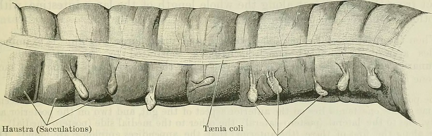 Teniae Coli and Haustra of the Large Intestine SimpleMed Teniae Coli and Haustra of the Large Intestine SimpleMed