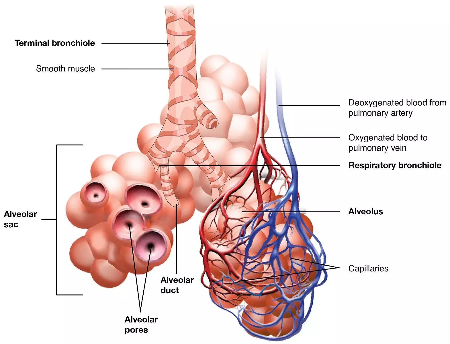 The Respiratory Tract from the Bronchioles to the Alveoli SimpleMed The Respiratory Tract from the Bronchioles to the Alveoli SimpleMed