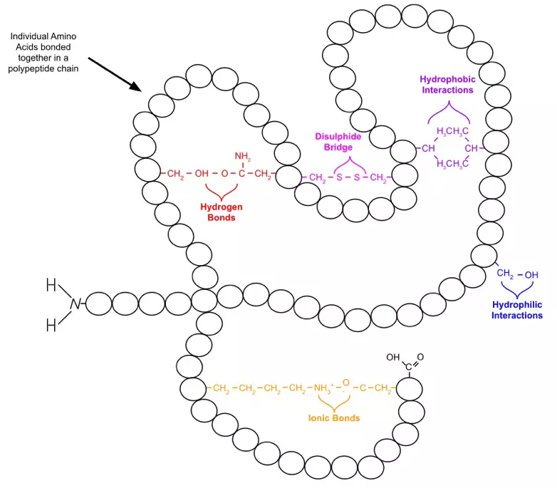 Bonds in Tertiary Structure of a Protein SimpleMed