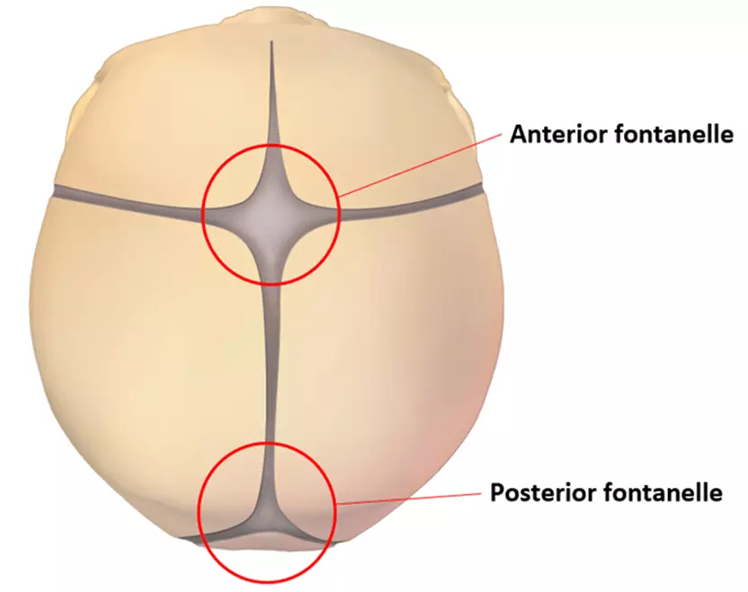 Anterior and Posterior Fontanelles SimpleMed