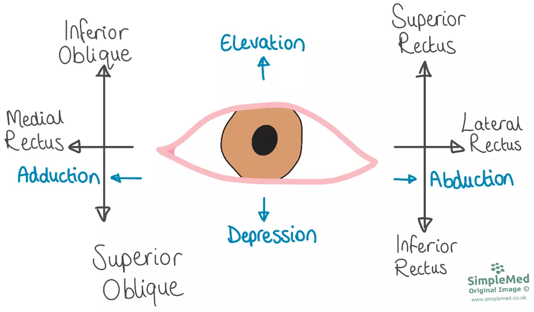The H Test SimpleMed The H Test SimpleMed