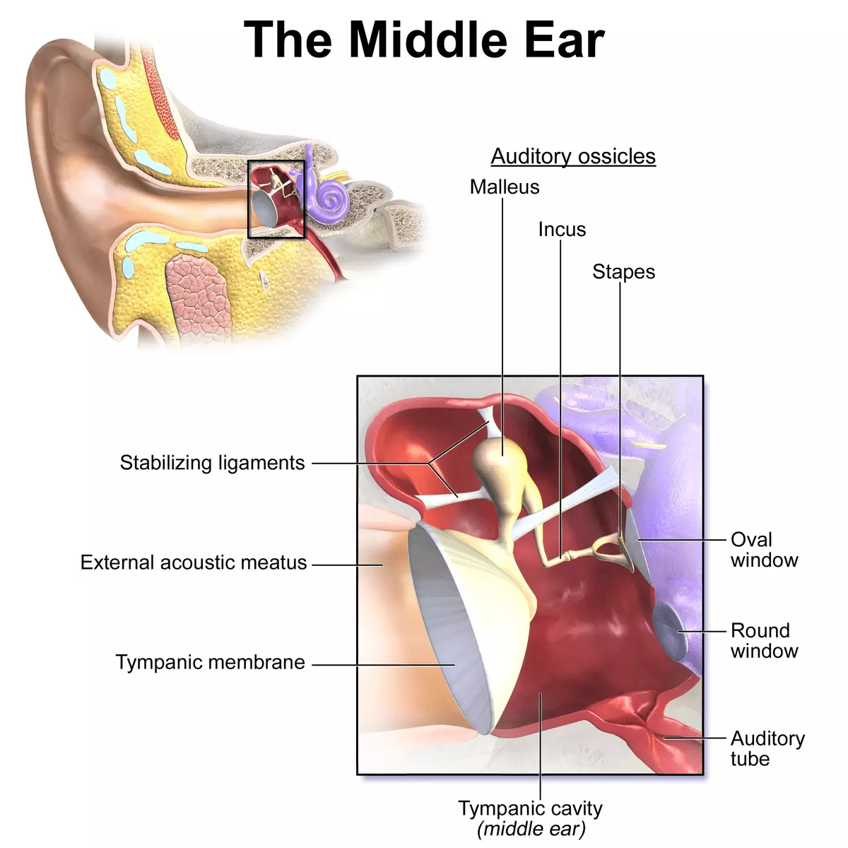 The Middle Ear Anatomy SimpleMed The Middle Ear Anatomy SimpleMed