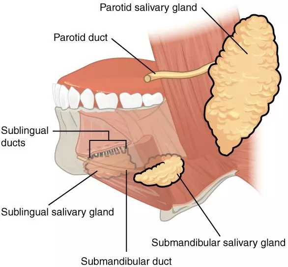 Anatomy of the Salivary Glands SimpleMed Anatomy of the Salivary Glands SimpleMed