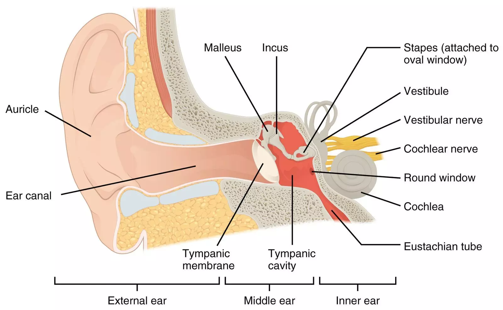 The Structures of the Ear SimpleMed The Structures of the Ear SimpleMed