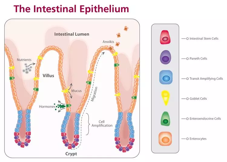 Intestinal Epithelium Stem Cells SimpleMed Intestinal Epithelium Stem Cells SimpleMed