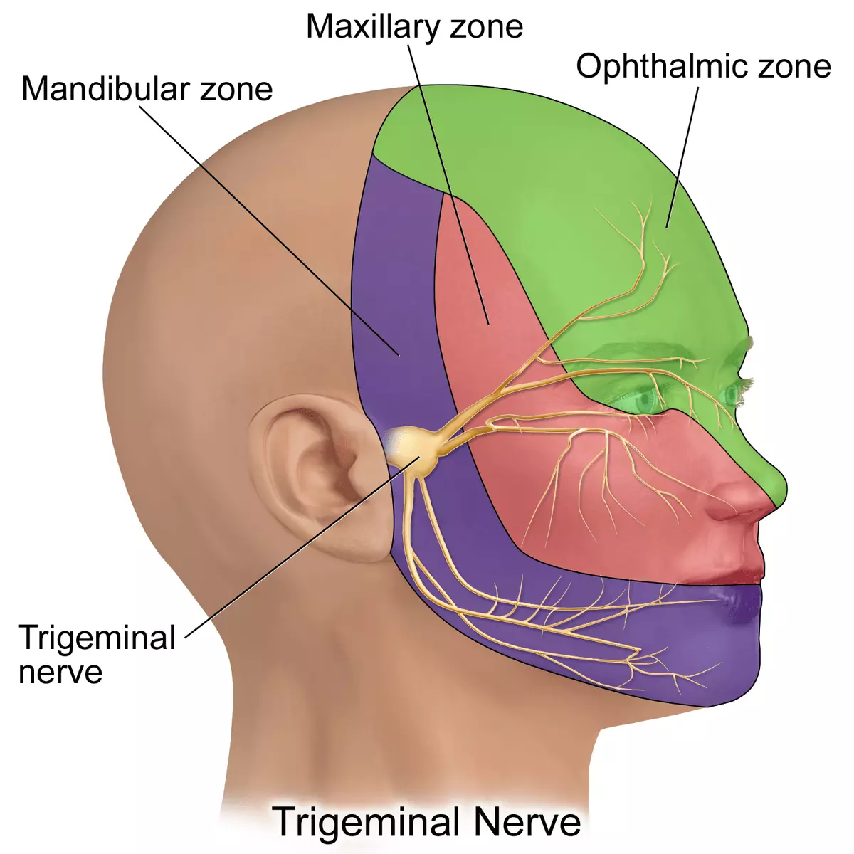 Trigeminal Nerve Senosory Innervation SimpleMed Trigeminal Nerve Senosory Innervation SimpleMed