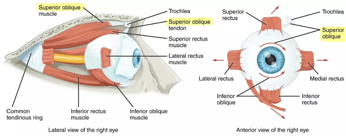 Trochlear Nerve Muscles SimpleMed Trochlear Nerve Muscles SimpleMed