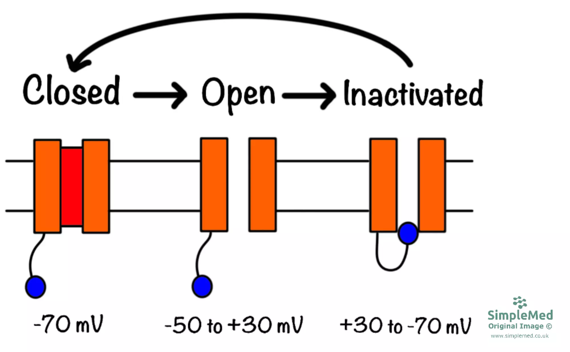 Voltage Gated Sodium Channel States SimpleMed Voltage Gated Sodium Channel States SimpleMed