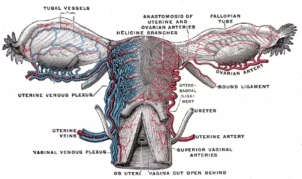Vascular Supply of the Female Reproductive System SimpleMed Vascular Supply of the Female Reproductive System SimpleMed