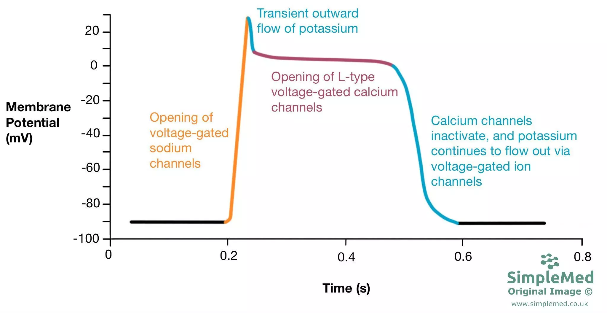 Ventricular cardiac action potential SimpleMed Ventricular cardiac action potential SimpleMed