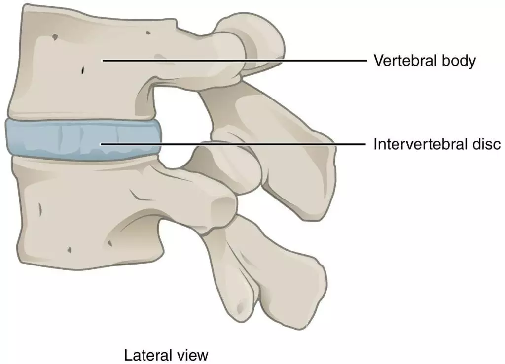 Intervertebral Disc SimpleMed