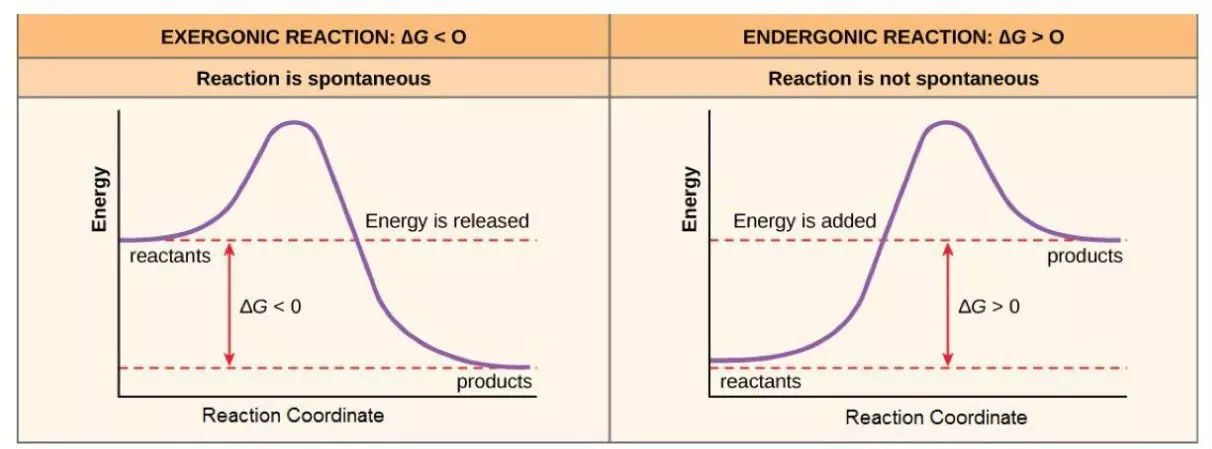 Exergonic and Endergonic Reactions SimpleMed Exergonic and Endergonic Reactions SimpleMed