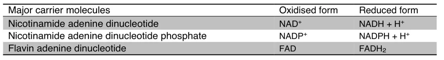 Major Energy Carrier Molecules SimpleMed Major Energy Carrier Molecules SimpleMed