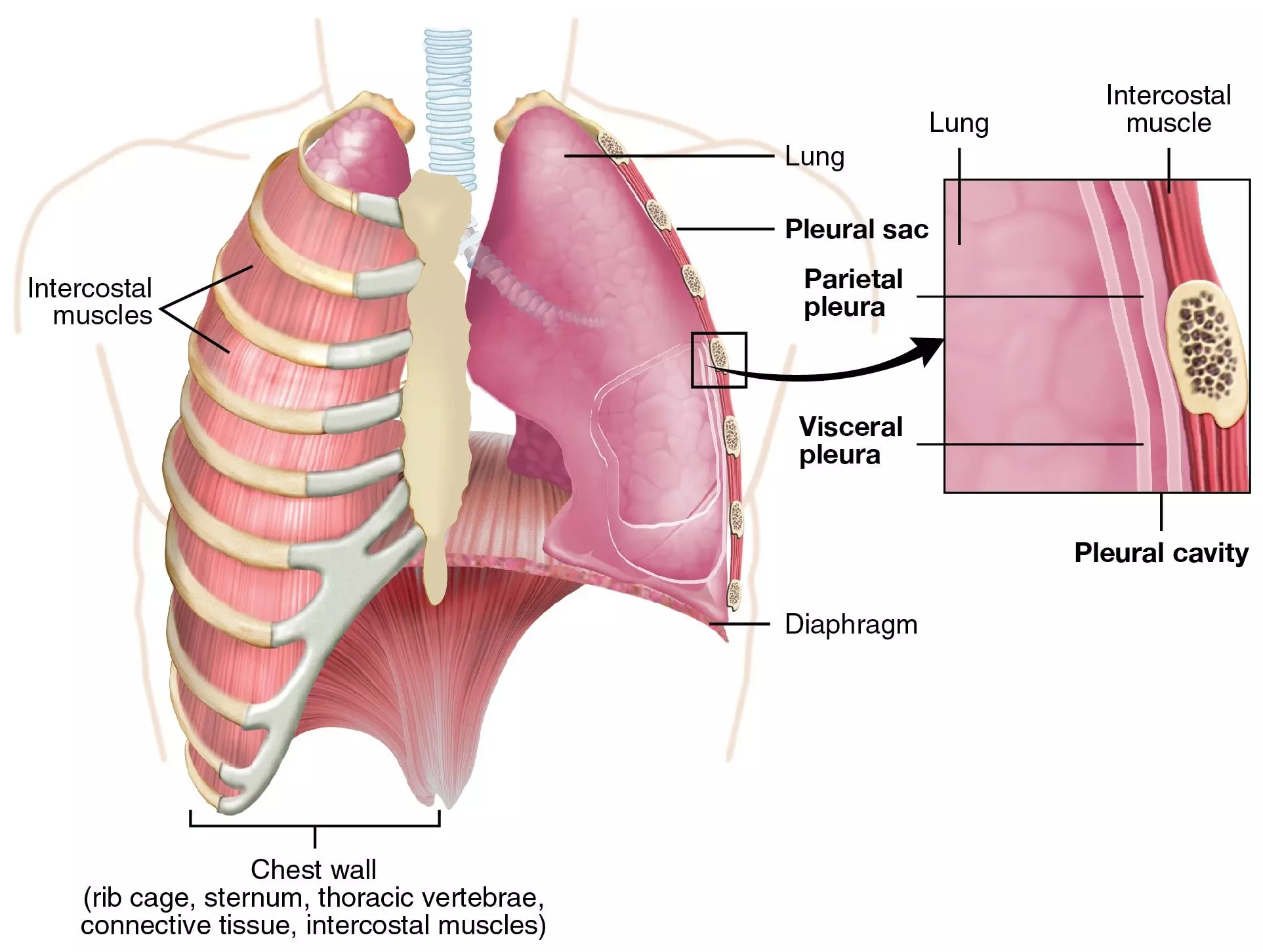 The Pleura of the Lungs SimpleMed The Pleura of the Lungs SimpleMed