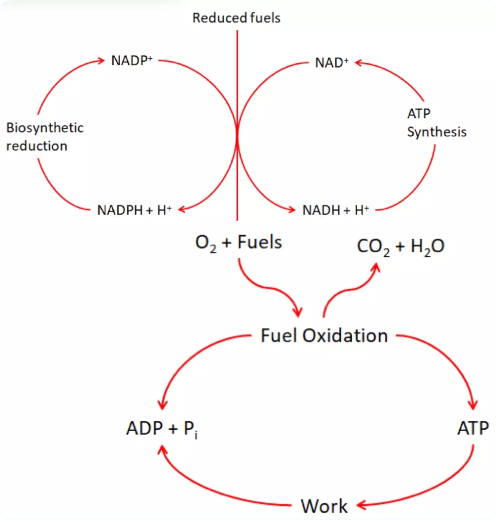 Reducing Power SimpleMed Reducing Power SimpleMed