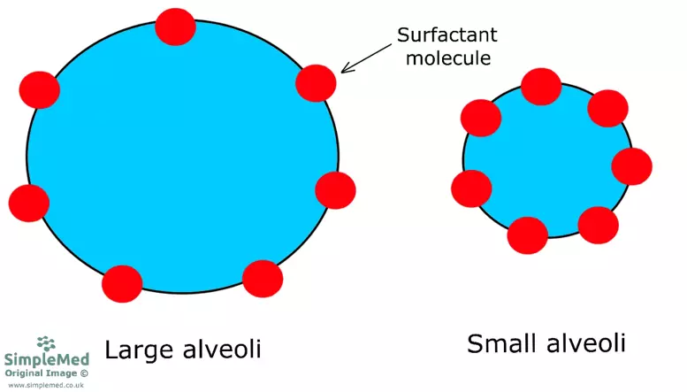 Surfactant Molecules SimpleMed Surfactant Molecules SimpleMed