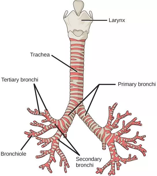 The Respiratory Tract from the Trachea to the Bronchioles SimpleMed The Respiratory Tract from the Trachea to the Bronchioles SimpleMed